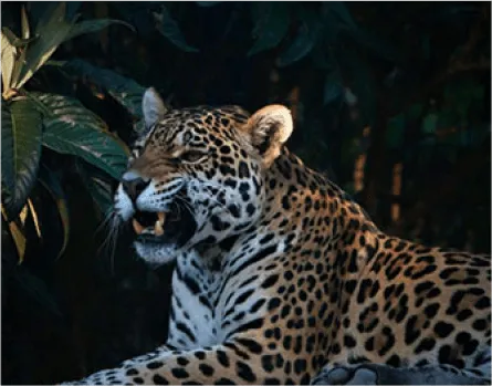 Mosaico Alma Brasileira - Imagem 13