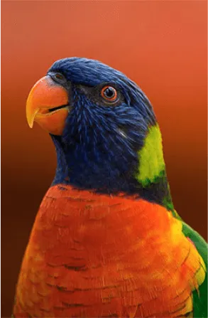 Mosaico Alma Brasileira - Imagem 5