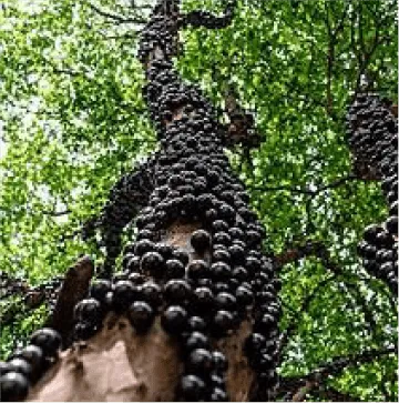 Mosaico Alma Brasileira - Imagem 7