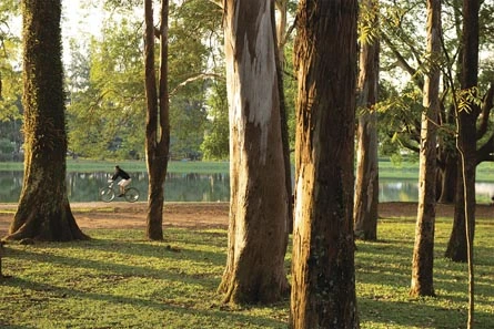 Foto do PARQUE IBIRAPUERA